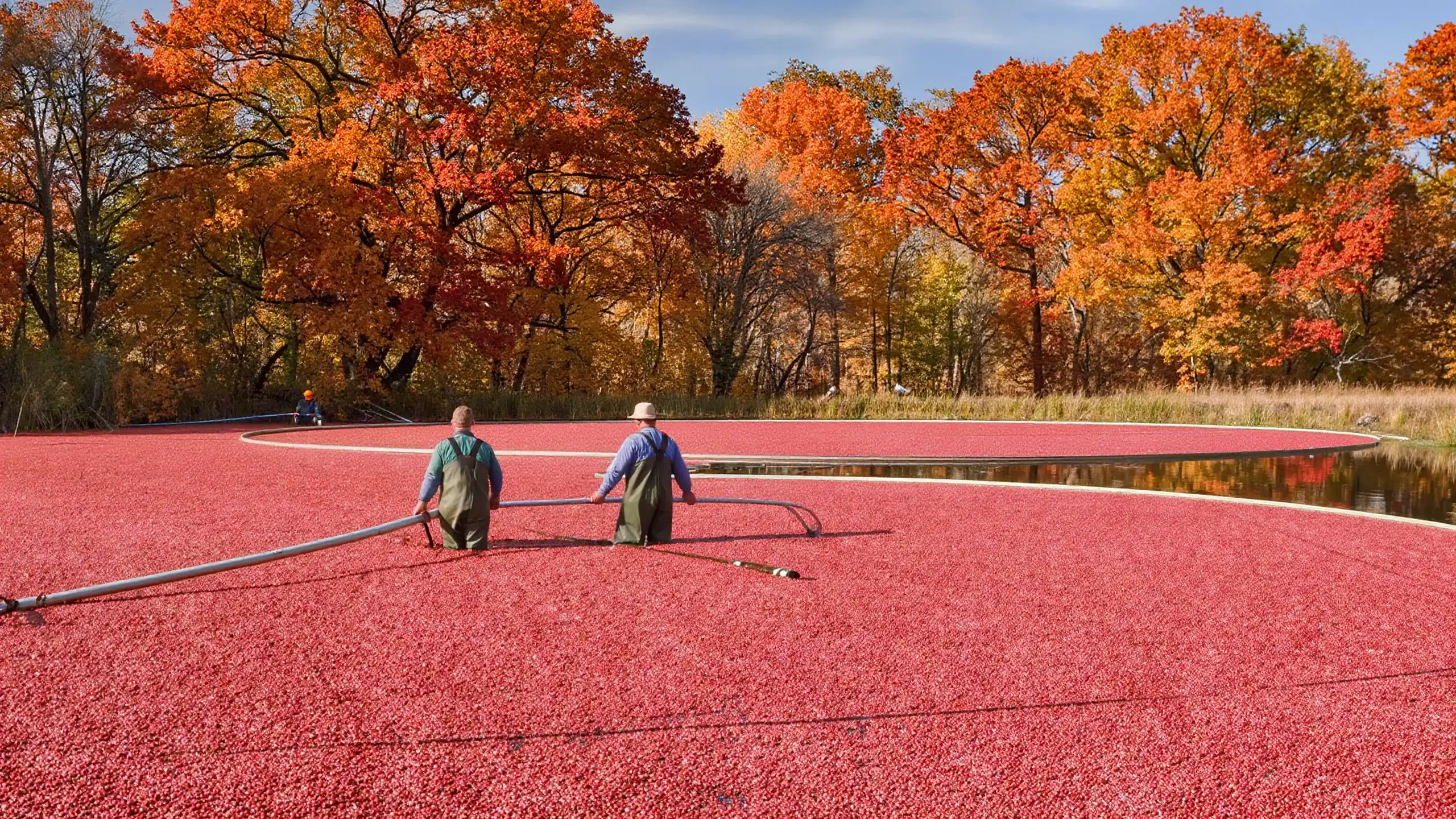 Two workers in chest waders gather floating red cranberries with a long boom on a flooded bog, with orange and yellow autumn trees behind them.