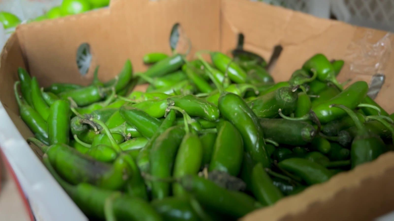 A box of fresh green jalapeño peppers in a produce cooler, with tomatillos behind it